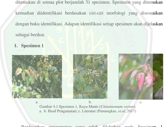 Gambar 4.1 Spesimen 1, Kayu Manis (Cinnamomum verum);    a.  b. Hasil Pengamatan; c. Literatur (Pamungkas, et.al, 2017)  