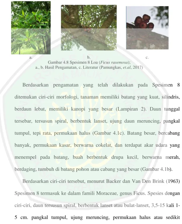 Gambar 4.8 Spesimen 8 Loa (Ficus rasemosa);   a., b. Hasil Pengamatan, c. Literatur (Pamungkas, et.al, 2017) 