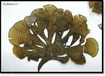 Gambar 2.3 Alga cokelat jenis Padina sp. Sumber : http:www.seaweedafrica.org