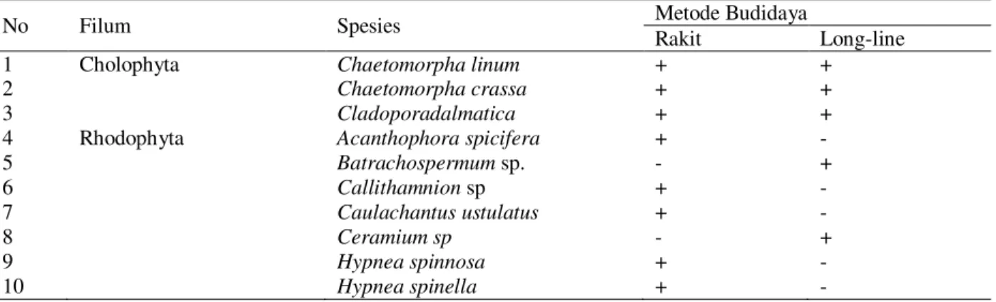Tabel 1.Jenis alga epifit yang  ditemukan pada permukaan talus  Kappaphycus alvarezii yang  dibudidayakan  dengan metode rakit bamboo dan long-line