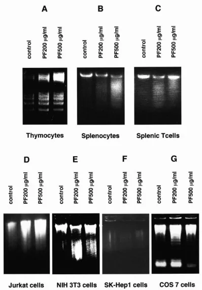Figure 2. PF induces phosphorylation of ERK and JNK.  Thymocytes were incubated with or without the indicated concentrations of PF for 2 hours (a) or with 100 µg/ml of PF for the indicated times (b) at 37 °C