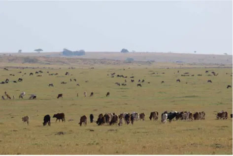 Figure 1: Cattle grazing in Mara-Rianta, Kenya, with wildebeest in the background.