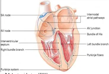 Gambar 2.1 Anatomi Jantung[7][9] 
