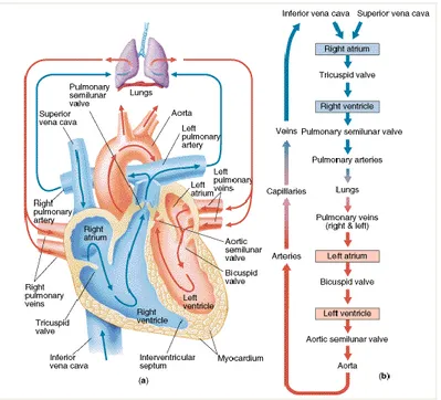 Gambar 2.2 Proses kontraksi pada jantung manusia[7][9] 