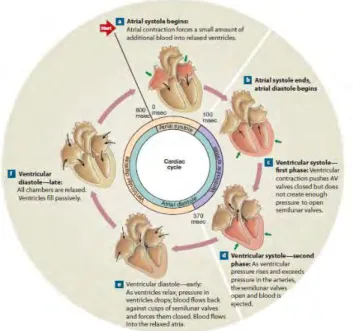 Gambar 2.3 Siklus sistol dan diastol pada jantung manusia [10] 
