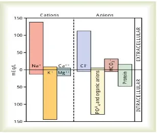 Gambar 2.4  kation dan anion utama cairan intrasel dan ekstrasel. 