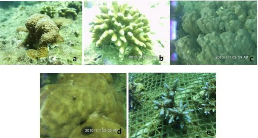 Figure 2.  Dominant species of coral reef in Giliketapang Island; (a) C. microphthalma; (b) P