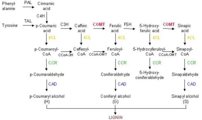 Gambar 1.  Jalur biosintesis lignin [20]