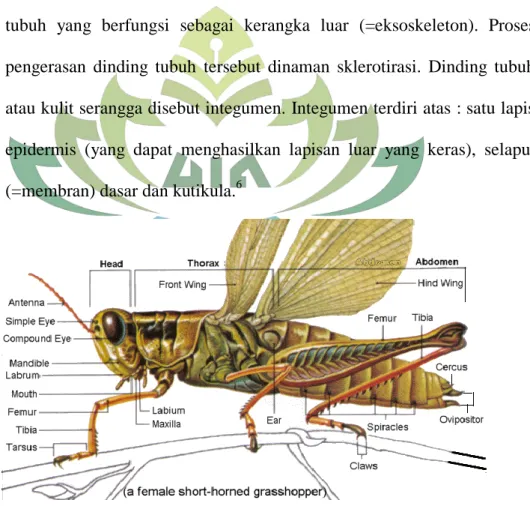 Gambar 2.1 Struktur tubuh serangga belalang (Valanga sp) 7