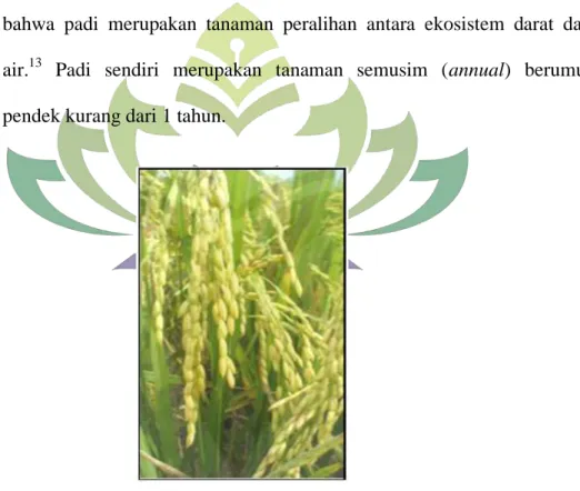 Gambar 2.4 Tanaman padi (Oryza sativa L) 