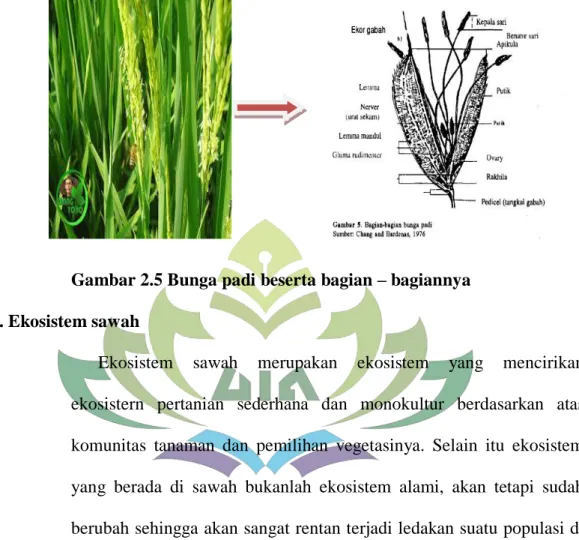 Gambar 2.5 Bunga padi beserta bagian – bagiannya  4. Ekosistem sawah 