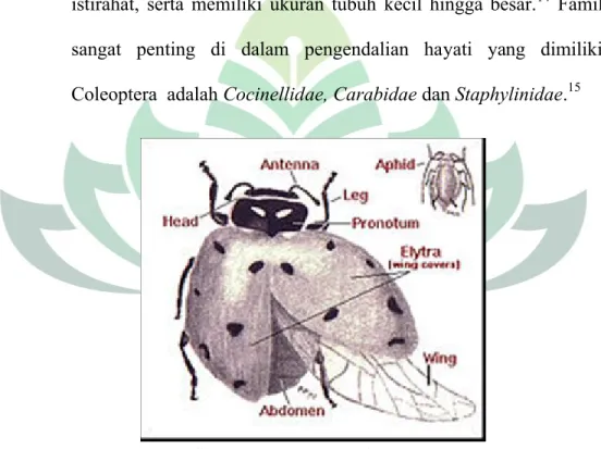 Gambar 2 2 Kumbang koksi sumber :  https://id.wikipedia.org/wiki/Kumbang_koksi
