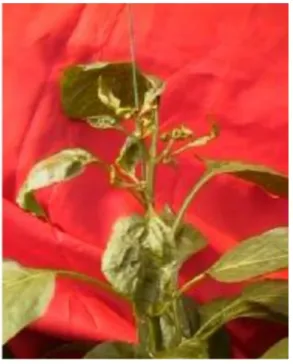 Gambar 2.  Kerusakan  tanaman  paprika  akibat  serangan  trips  (Plant  damage due to thrips)