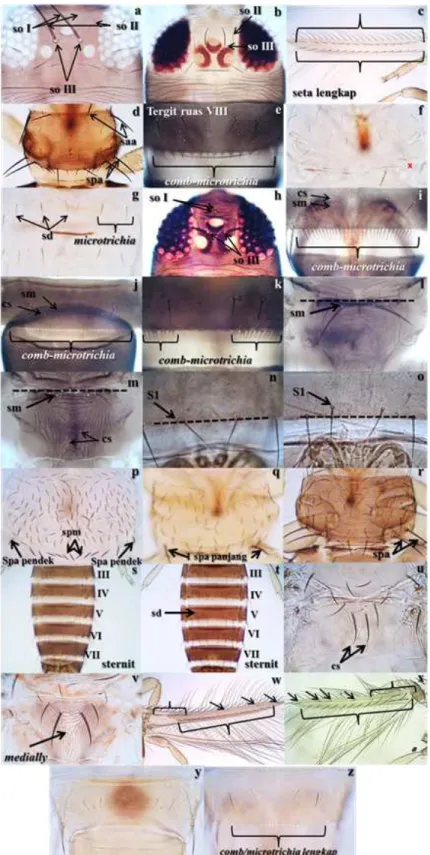 Gambar 2.  Karakter diagnosis. a: kepala Megalurothrips  typicus; b: kepala Thrips parvispinus; c: sayap  Frankliniella intonsa; d: pronotum F