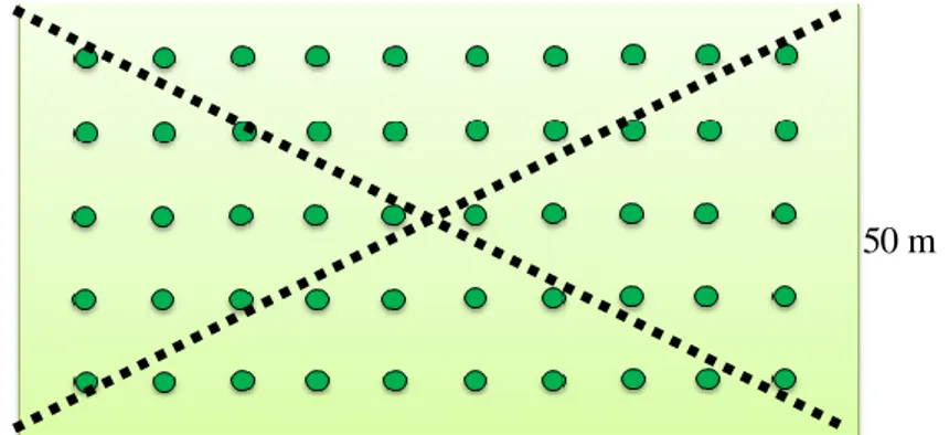 Gambar  1.  Denah  titik  pengambilan  sampel  dengan  teknik  diagonal sampling 50 m 