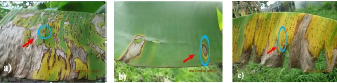 Gambar 3a-c. Gejala penyakit Black Sigatoka (a); Bercak Cordana (b) dan Yellow Sigatoka (c)
