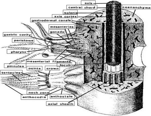Gambar 3. Penampang vertikal polip karang lunak (Bayer, 1956) 