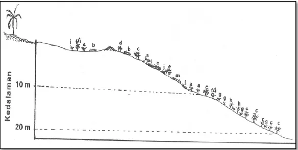 Gambar 4: Zonasi Vertikal Karang Lunak ( Octocorallia, Alcyonacea, Stolonifera),  c  (Sinularia  sp.),  f
