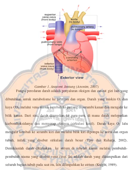 Gambar 1. Anatomi Jantung (Anonim, 2007) 