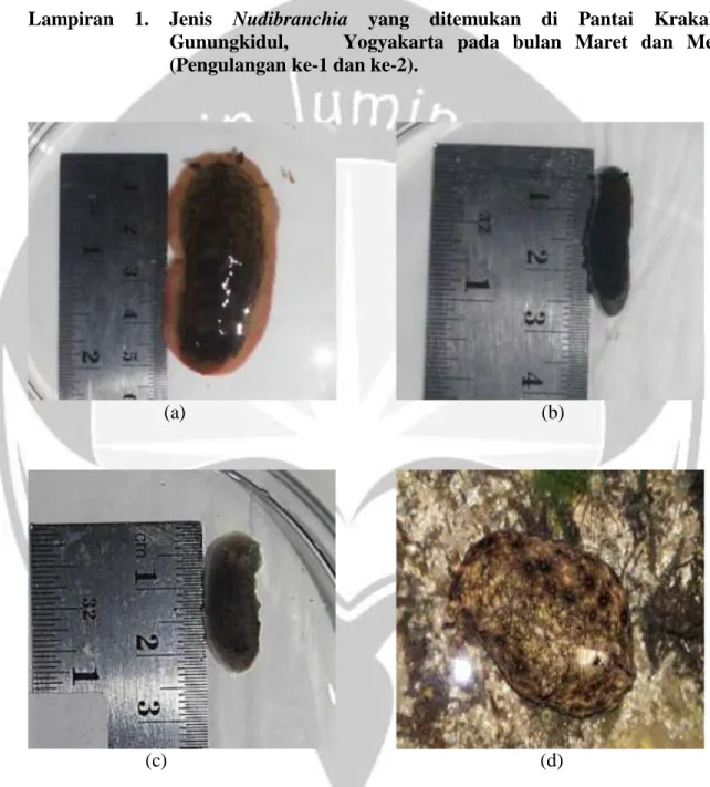 Gambar 16. Gambar jenis Nudibranchia yang ditemukan pada pengulangan ke-1 pada  bulan Maret dan Pengulangan ke-2 pada Bulan Mei,   Pantai Krakal; (a)  Dendrodoris fumata, (b) Dendrodoris nigra, (c) Discodoris lilacina, (d)  Aplysia dactylomela