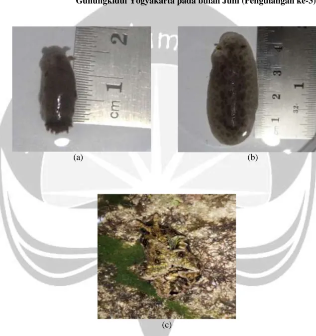 Gambar 17. Gambar jenis Nudibranchia yang ditemukan pada pengulangan ke-3 pada  bulan  juni,  Pantai  Krakal;  (a)  Discodoris  lilacina,  (b)  Dendrodoris  fumata, (c) Aplysia dactylomela