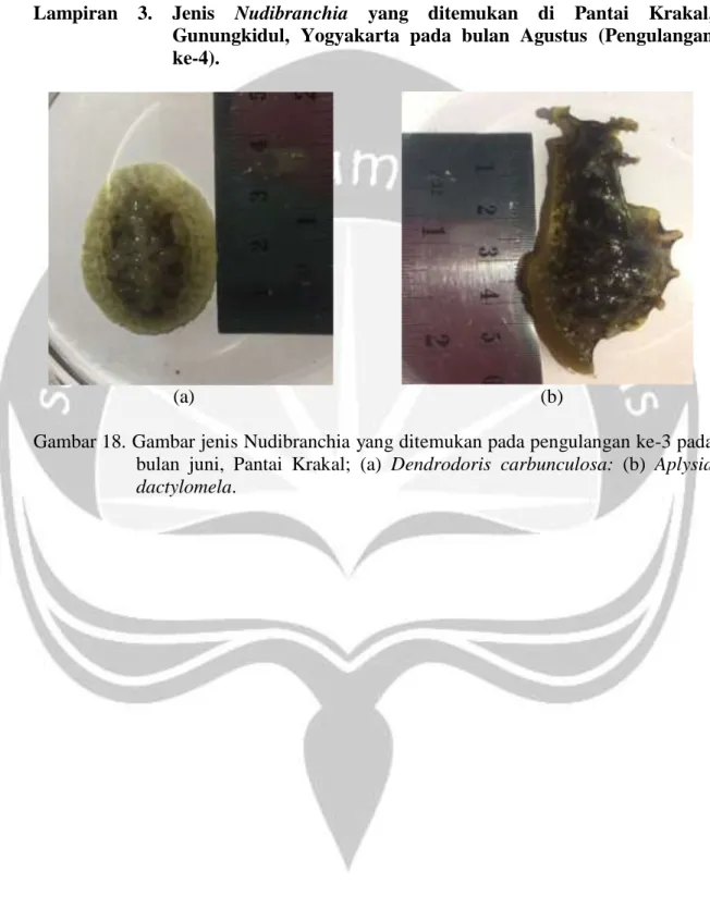 Gambar 18. Gambar jenis Nudibranchia yang ditemukan pada pengulangan ke-3 pada  bulan  juni,  Pantai  Krakal;  (a)  Dendrodoris  carbunculosa:  (b)  Aplysia  dactylomela