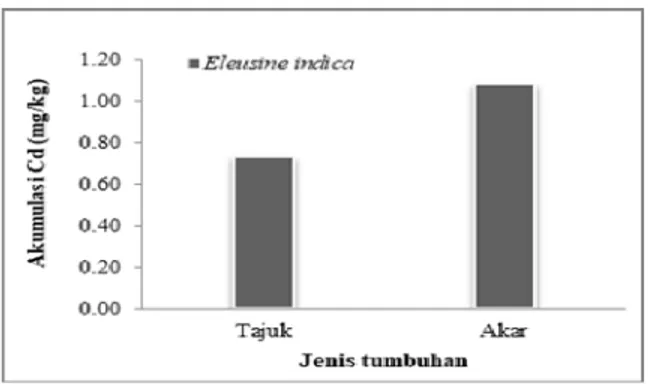 Gambar 4. Akumulasi Cd pada tajuk dan akar