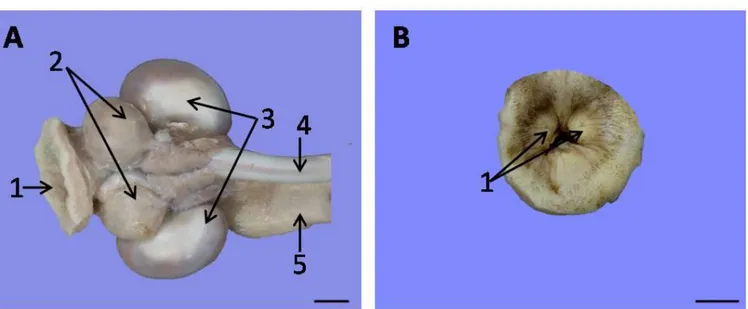 Gambar 1 Gambaran makroskopis regio anorektal musang luak (P. Hermaphroditus) jantan   tampak 