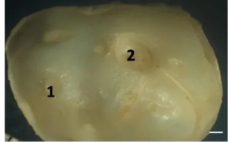Gambar 4 Gambaran mikroanatomi kelenjar anal musang luak jantan  (A): 1. Kelenjar   sebaceus,  2