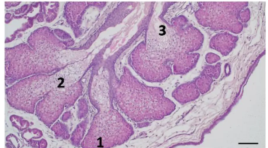 Gambar 6 Gambaran histologis saluran eksretorius kelenjar anal musang luak (P. Hermaphroditus) jantan : 1