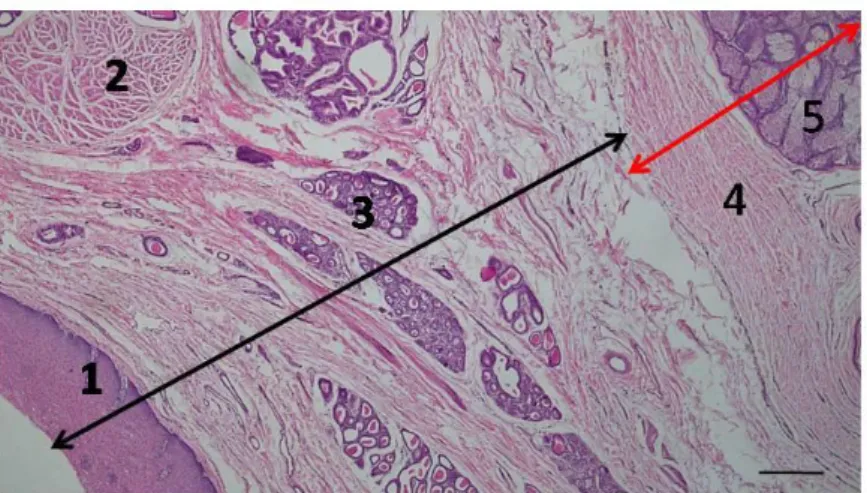 Gambar 8 Gambaran  mikroskopis anal kanal zona kutaneus musang (P. Hermaphroditus)    luak  jantan:  1
