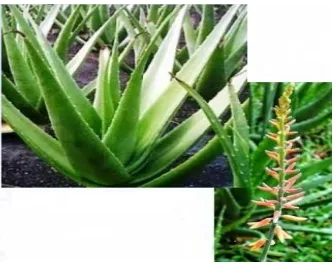 Gambar 2.Aloe vera var. chinensis Sumber :Melano (2017). 