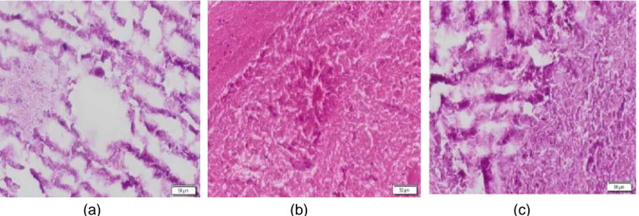 Gambar 4. Hasil histologi otak ikan Kerapu Cantang: a) diinfeksi VNN, b) diberi perlakuan ekstrak Amphora sp., dan c) diberi perlakuan ektrak Amphora sp