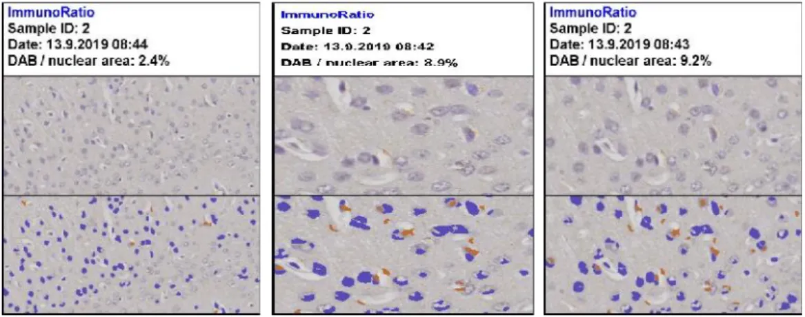 Gambar 5. Hasil immunoratio HSP70 pada organ otak ikan Kerapu Cantang: a) pemberian ekstrak Amphora sp