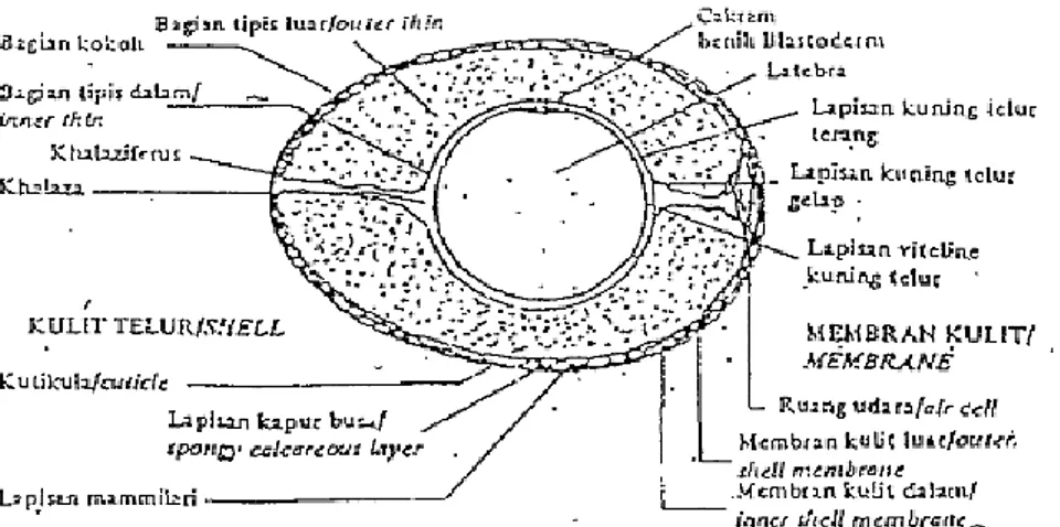 Gambar 2. Struktur Telur Itik (Suhara, 2004)  2.1.2. Status Gizi Telur Itik 