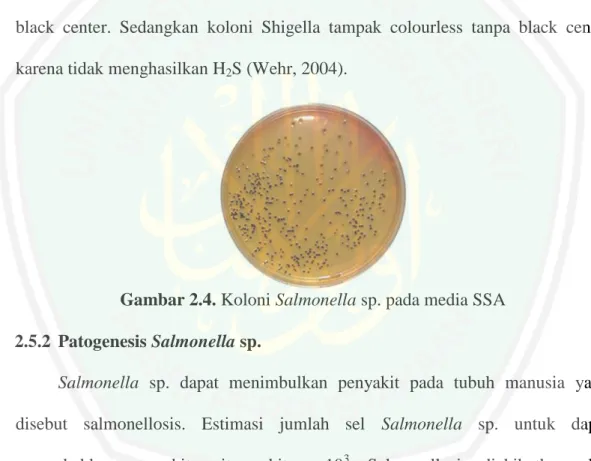 Gambar 2.4. Koloni Salmonella sp. pada media SSA  2.5.2  Patogenesis Salmonella sp. 