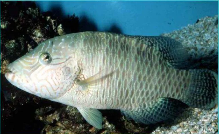 GAMBAR IKAN NAPOLEON WRASSE  