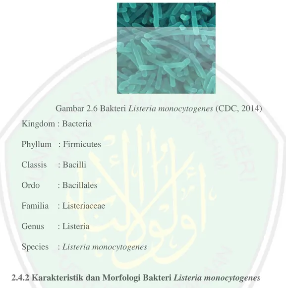 Gambar 2.6 Bakteri Listeria monocytogenes (CDC, 2014)  Kingdom : Bacteria   Phyllum   : Firmicutes   Classis     : Bacilli   Ordo        : Bacillales   Familia    : Listeriaceae   Genus      : Listeria  