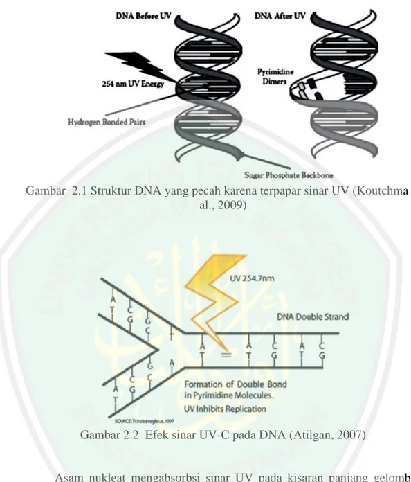 Gambar  2.1 Struktur DNA yang pecah karena terpapar sinar UV (Koutchma et  al., 2009) 