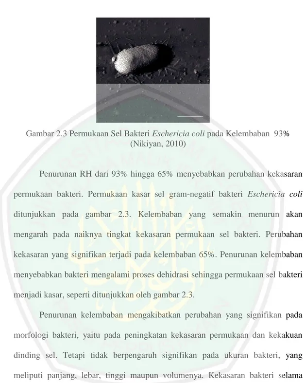 Gambar 2.3 Permukaan Sel Bakteri Eschericia coli pada Kelembaban  93%  (Nikiyan, 2010) 