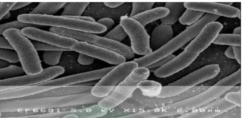 Gambar 2.5  Morfologi Escherichia coli dilihat dengan scanning electron  microskop (Fauzi et al., 2008)