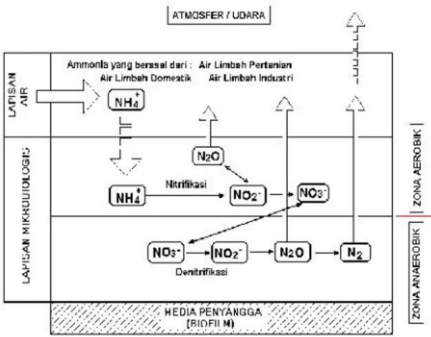 Gambar  2  :  Mekanisne  penghilangan  amonia  di dalam proses biofilter.
