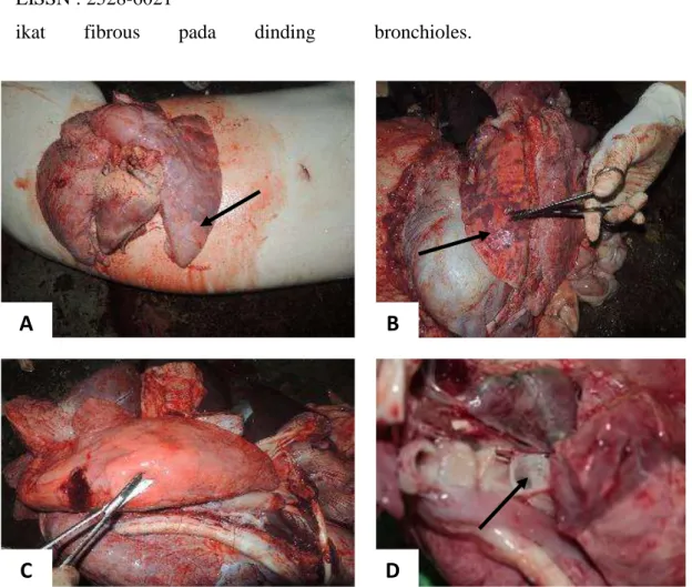 Gambar 1.  Lesi menciri pada kasus Pasteurellosis : a,b) konsolidasi cranioventral  dan  congesti  lobus  pulmo;  c)  hepatisasi  lobus  pulmo;  d)  eksudasi  serous di dalam lumen bronchus