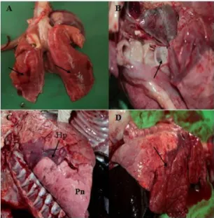 Gambar  2.  Lesi  patologi  anatomi  bronchopneumonia  akibat  Pasteurellosis                      dengan  lesi  menciri  berupa:  (A)  lobus  pulmo  berwarna  merah  gelap, 