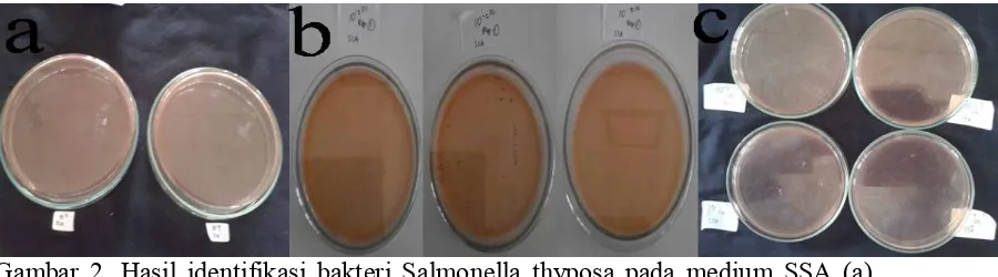 Gambar 2. Hasil identifikasi bakteri Salmonella thyposa pada medium SSA (a) sampel 1, (b) sampel 2, dan (c) sampel 3