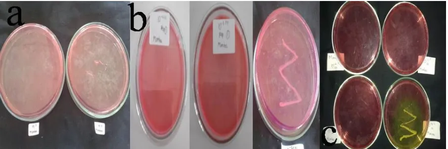 Gambar 3. Hasil identifikasi bakteri Staphylococcus aureus pada medium MSA (a) sampel 1, (b) sampel 2, dan (c) sampel 3
