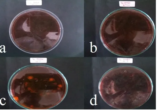 Gambar 1   Hasil identifikasi bakteri Escherichia coli pada (a) sampel 1 pengenceran 10-2(1), (b) sampel 1 pengenceran 10-2(2), (c) sampel 2 pengenceran 10-2 , dan (d) sampel 2 pengenceran 10-3