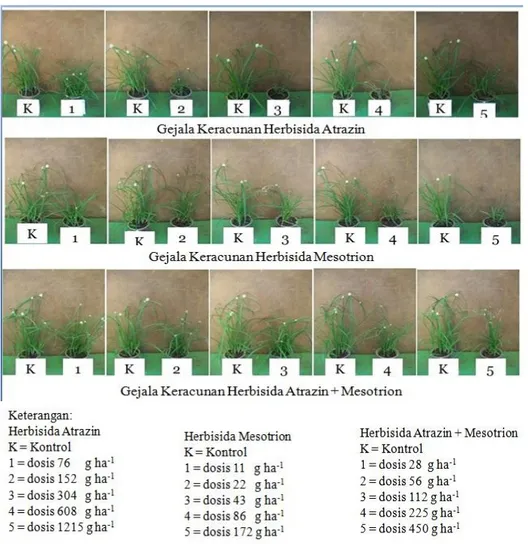 Gambar 3. Perbandingan Gejala Keracunan Gulma Cyperus kyllingia pada Masing-Masing Herbisida 