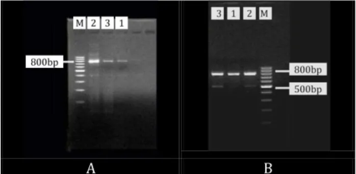 Gambar 1. Pola pita hasil amplifikasi gen 16S rRNA  menggunakan primer Met_86f dan Met_915r