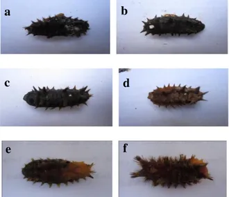 Gambar 1.   Gejala  larva  Setothosea  asigna  yang  diinfeksi Cordyceps militaris 